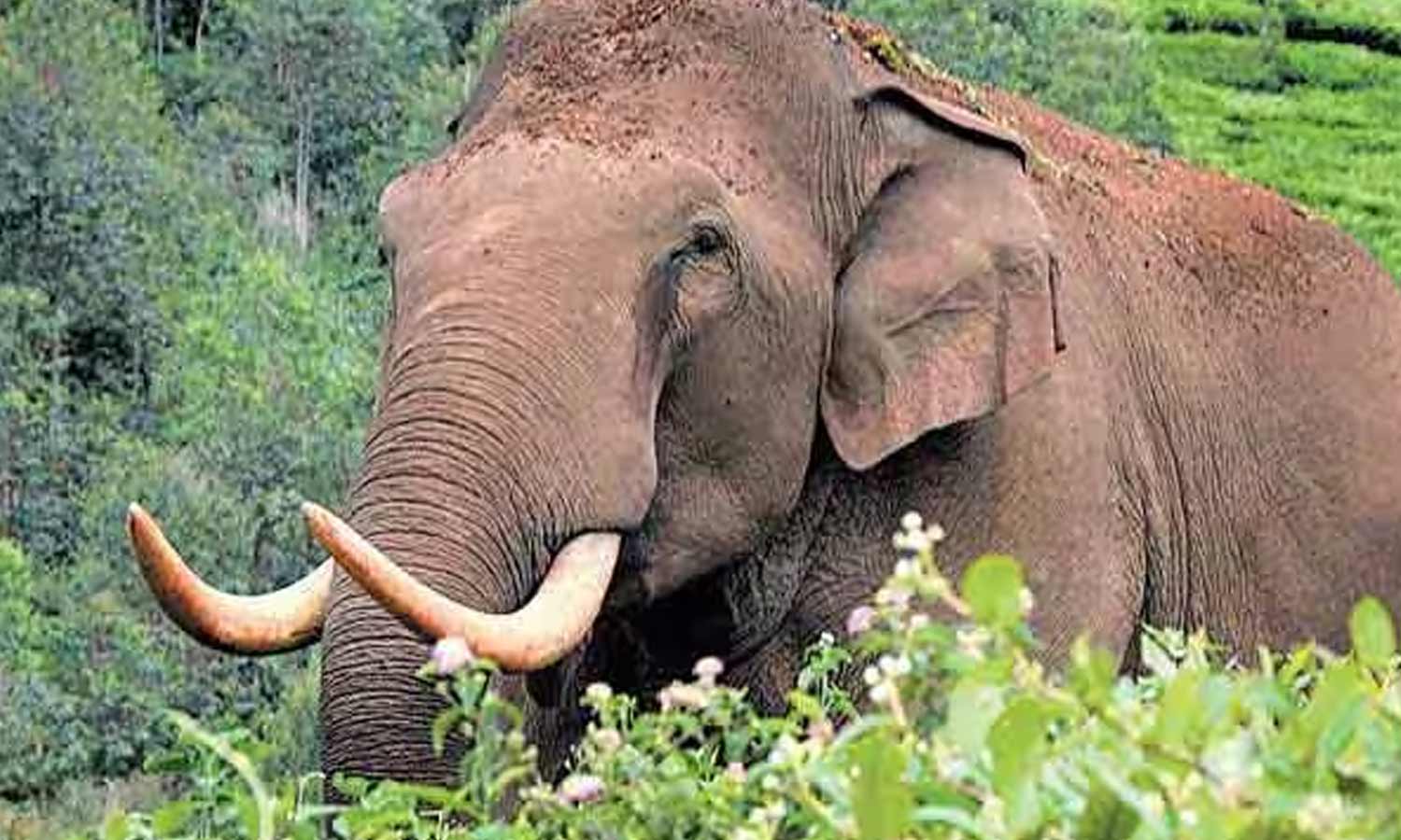 காட்டு யானை தாக்கி கூலி தொழிலாளி படுகாயம் அரசு மருத்துவமனையில் சிகிச்சைக்காக அனுமதி