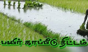 சம்பா பயிருக்கு காப்பீடு செய்ய கால அவகாசம் நீட்டிப்பு - பெரம்பலூர் கலெக்டர் கற்பகம் தகவல்