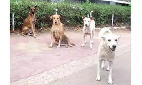 தவுட்டுப்பாளையம் பகுதியில் நாய் தொல்லை