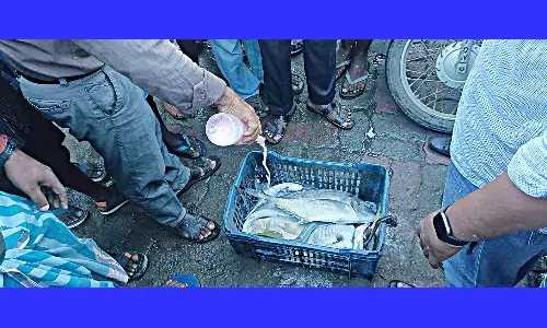 கெட்டுப்போன 12 கிலோ மீன்கள் பறிமுதல்