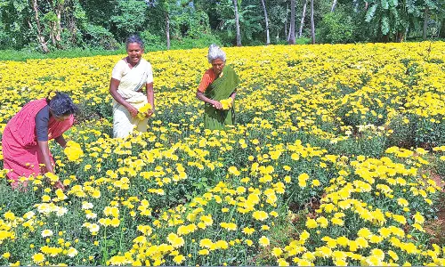 நத்தம் பகுதியில் செவ்வந்தி பூக்கள் விலை சரிவு - விவசாயிகள் கவலை