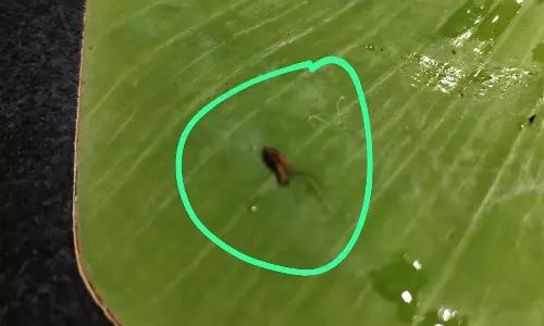 திண்டுக்கல் வேணு பிரியாணி கடையில் வாடிக்கையாளர் வாங்கிய பிரியாணியில் கரப்பான்பூச்சி