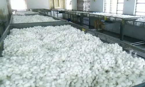 1521 கிலோ பட்டுக்கூடுகள் ரூ.5.96 லட்சத்திற்கு ஏலம்