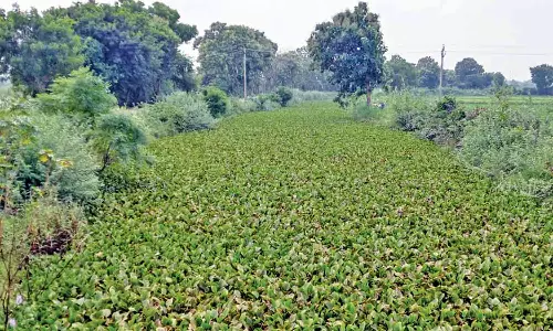ஆற்றில் படர்ந்துள்ள ஆகாயதாமரை அகற்றப்படுமா?