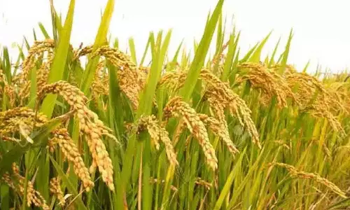 தேசிய பயிர் சாகுபடி- தொழில்நுட்ப பயிற்சி