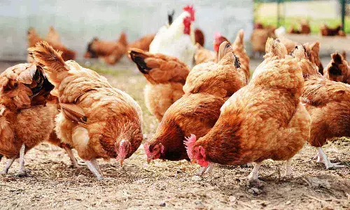 நாட்டுக்கோழி வளர்ப்பு குறித்து பண்ணை பள்ளி வகுப்புகள்  நாளை தொடக்கம்