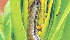 மக்காச்சோள படைப்புழு தாக்குதலை தடுப்பது எப்படி?கலெக்டர் விளக்கம்