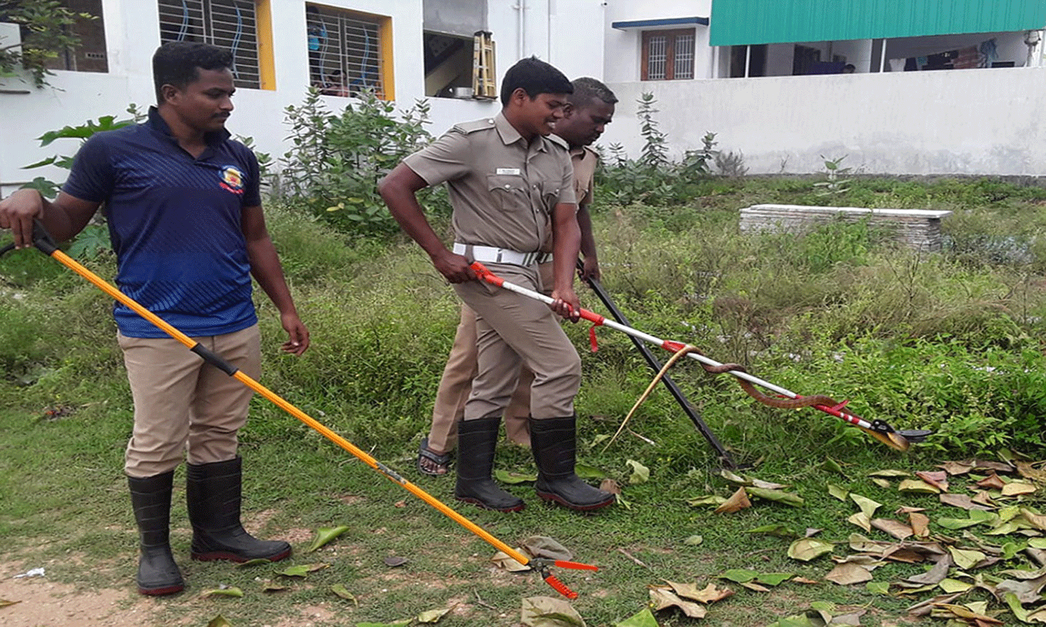 குடியிருப்பு பகுதியில் புகுந்த சாரைப்பாம்பு குடியிருப்பு பகுதியில் புகுந்த சாரைப்பாம்பு