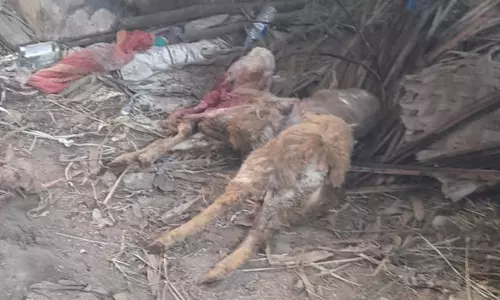 அம்மாபேட்டை அருகே சென்னம்பட்டி சனி சந்தையில் மர்ம விலங்கு கடித்து 4 ஆடுகள் பலி