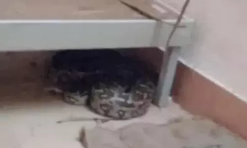 மாணவர்கள் விடுதியில் படுக்கைக்கு அடியில் பதுங்கி இருந்த மலைப்பாம்பு