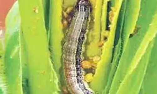 மக்காச்சோள படைப்புழு தாக்குதலை தடுப்பது எப்படி?கலெக்டர் விளக்கம்