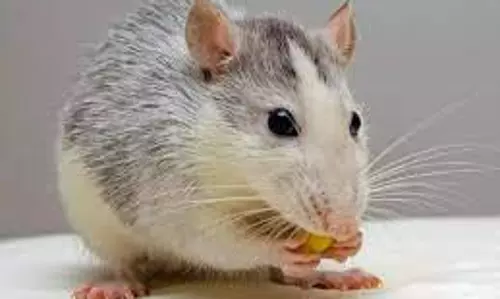 கிளிக்கு வந்த தடையால் எலி ஜோதிடத்திற்கு மாறிய ஜோதிடர்