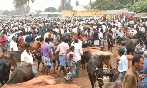 ரூ.80 லட்சத்துக்கு மாடுகள் விற்பனை