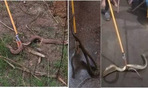 நாட்டறம்பள்ளியில் 3 பாம்புகள் பிடிபட்டன