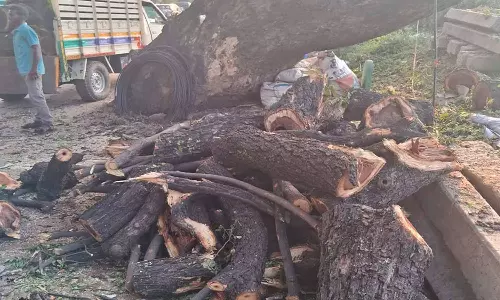 மரங்களை வெட்ட பொதுமக்கள் எதிர்ப்பு