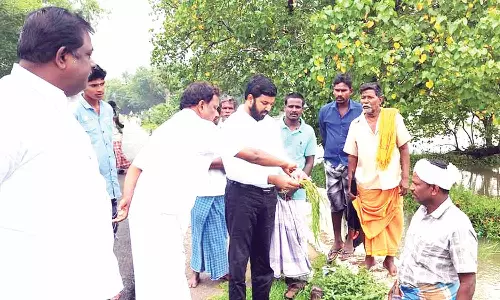 மழைநீர் சூழ்ந்த வயல்களில் எம்.எல்.ஏ. ஆய்வு