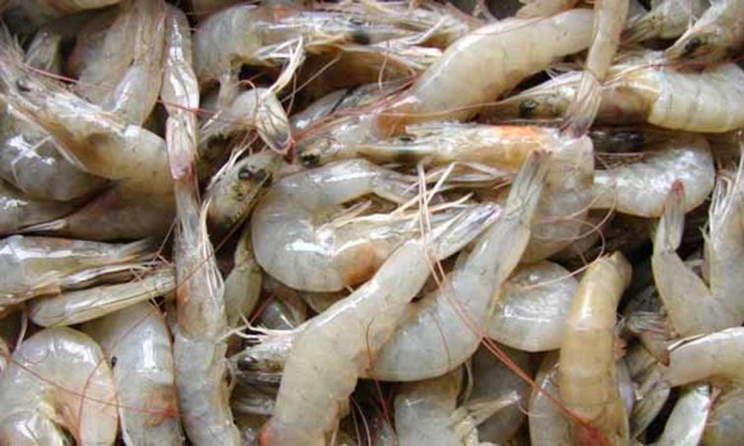 பழவேற்காட்டில் இறால்- நண்டு விலை கடுமையாக அதிகரிப்பு