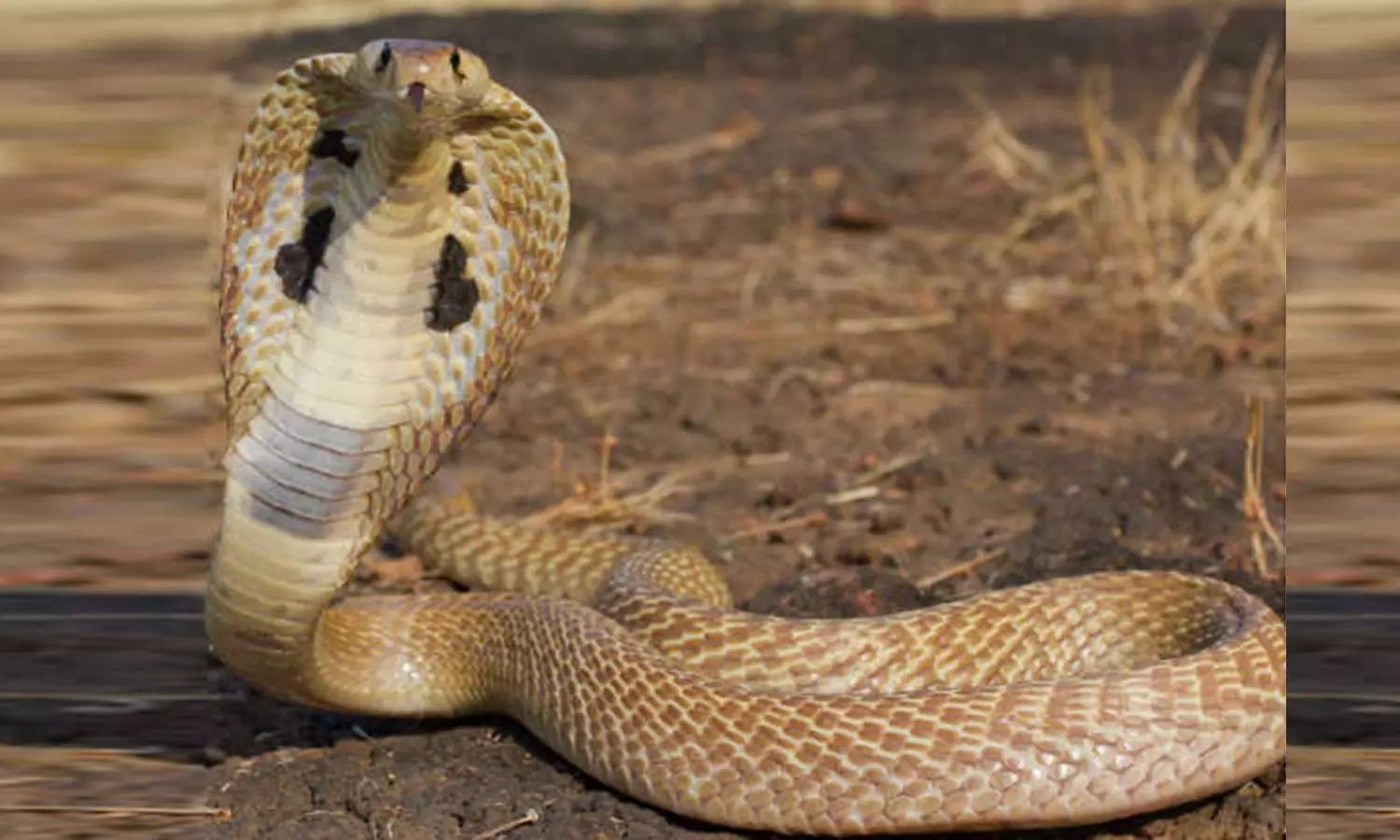 சாலையில் திரிந்த பாம்பு பிடிக்கப்பட்டு வனப்பகுதியில் விடிப்பட்டது சாலையில் திரிந்த பாம்பு பிடிக்கப்பட்டு வனப்பகுதியில் விடிப்பட்டது