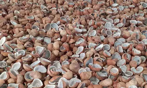 காங்கயம்- குண்டடம் பகுதிகளில் தேங்காய் உலா்கள  பணிகள் தொடக்கம்