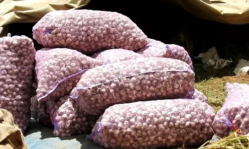 3 ஆண்டுகளுக்குப் பிறகு புதிய உச்சத்தை தொட்ட கொடைக்கானல் மலைப்பூண்டு விலை