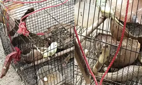 வீட்டில் இருந்த லவ் பேர்ட்ஸ் பறவையை விழுங்கிய நல்லபாம்பு