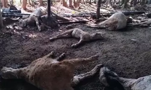பெருந்துறை அருகே 10 ஆடுகளை கடித்துக் கொன்ற மர்ம விலங்கு