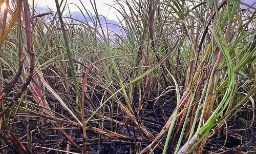 திருவெண்ணைநல்லூர் அருகே  மின் கசிவால் கரும்பு தோட்டம் எரிந்து  சேதம்