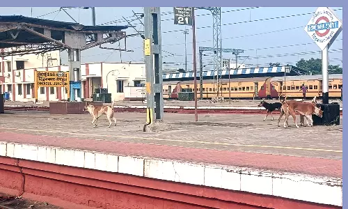 திண்டுக்கல்லில்  அதிகரித்து வரும் தெருநாய்களால் பொதுமக்கள் அவதி