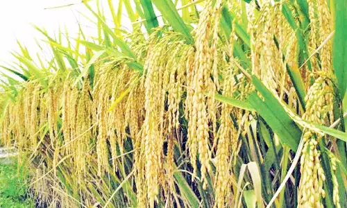 சம்பா நெற்பயிருக்கு காப்பீடு செய்ய கால நீட்டிப்பு