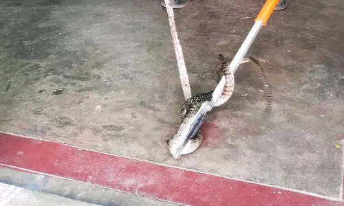 வீட்டில் புகுந்த 6 அடி நீள பாம்பு மீட்பு