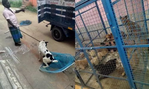 திருவள்ளூரில் தெருக்களில் சுற்றிய 32 நாய்கள் பிடிப்பு
