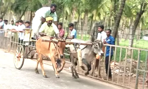 ஆனைமலை அருகே ரேக்ளா பந்தயத்தில் சீறிப்பாய்ந்த மாடுகள்