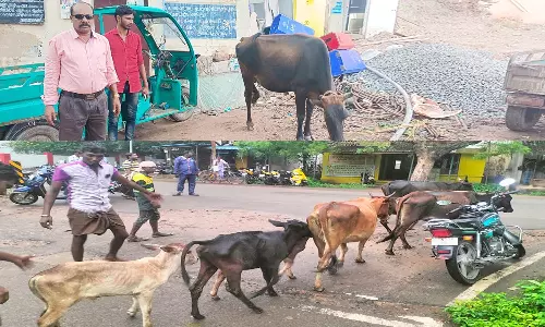 நெல்லை மாநகராட்சி பகுதியில் சாலைகளில் சுற்றித்திரியும்  மாடுகளால் அதிகரிக்கும் விபத்துக்கள்- மாடுகள் பிடிக்கும் பணியை துரிதப்படுத்தும் ஊழியர்கள்