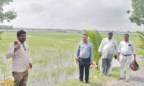 பயிர் பாதுகாப்பு நடவடிக்கைகளை மேற்கொள்ள விவசாயிகளுக்கு வழிமுறைகள்