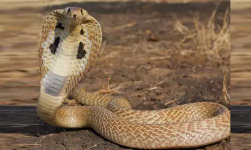 சாலையில் திரிந்த பாம்பு பிடிக்கப்பட்டு வனப்பகுதியில் விடிப்பட்டது