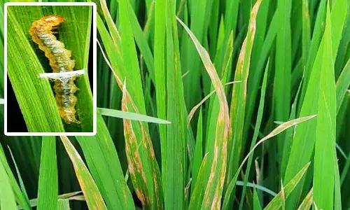 நெற்பயிரில் இலைசுருட்டு புழு தாக்குதலை கட்டுப்படுத்தும் வழிமுறைகள்