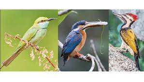 திருச்சி கம்பரசம் பேட்டையில் - பொழுதுபோக்கு அம்சங்களுடன் அமையும் பறவைகள் பூங்கா