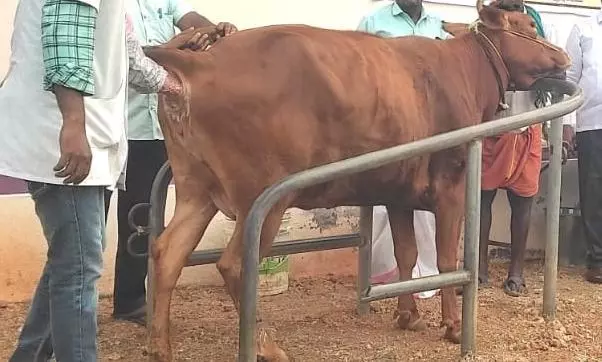 கால்நடை சிகிச்சை முகாம்