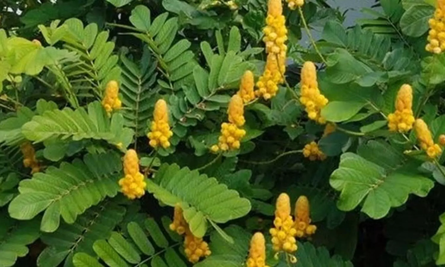 தோல் நோய்க்கு சிறந்த மருந்து சீமை அகத்தி