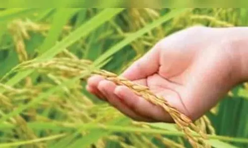 பெரம்பலூர் மாவட்டத்தில் அதிக அளவில் பயிர்க்கடன்