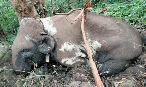 கோவை-தர்மபுரியை கலக்கிய மக்னா யானை உயிரிழப்பு