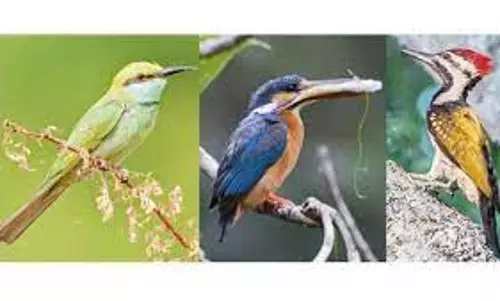 திருச்சி கம்பரசம் பேட்டையில் - பொழுதுபோக்கு அம்சங்களுடன் அமையும் பறவைகள் பூங்கா