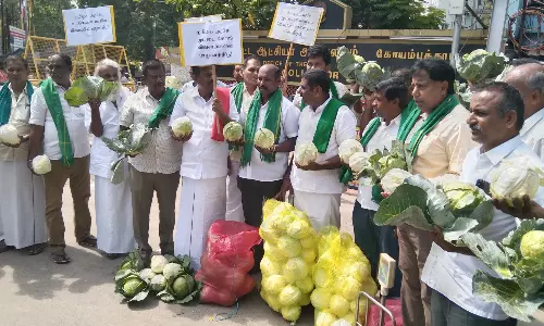 கோவை கலெக்டர் அலுவலகத்துக்கு கையில் முட்டைகோஸ் ஏந்தியபடி மனு கொடுக்க வந்த விவசாயிகள்