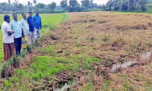 அம்பை  வட்டாரத்தில் தொடர் மழையினால் நெற்பயிர் நீரில் மூழ்கி பாதிப்பு