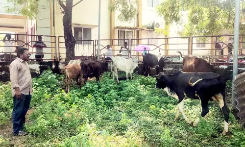 மேலப்பாளையம் பகுதியில் சாலையில் சுற்றிதிரிந்த 15 மாடுகள் பிடிபட்டன