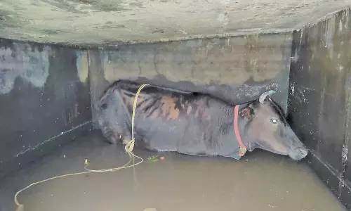தண்ணீர் தொட்டியில் விழுந்த பசுமாடு உயிருடன் மீட்பு