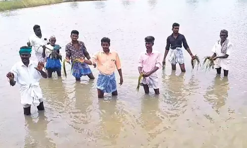 1000 ஏக்கர் சம்பா பயிர்கள் நீரில் மூழ்கின