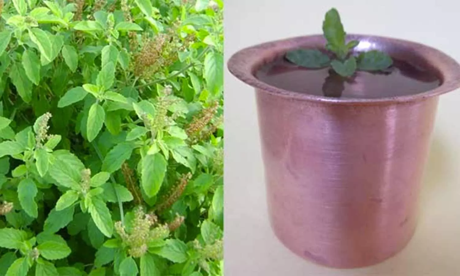 இளமை தரும் துளசிநீர்