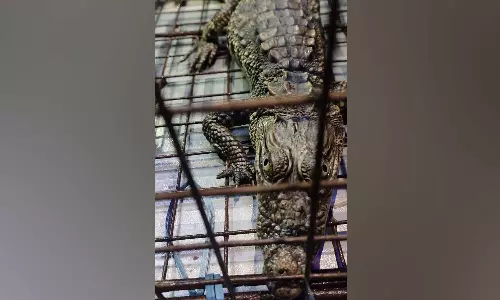 புதுச்சேரி உப்பனாறு வாய்க்காலில் பொதுமக்களை அச்சுறுத்திய முதலை சிக்கியது