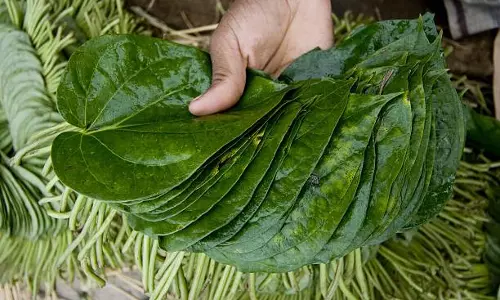 உற்பத்தி அதிகரிப்பால் வெற்றிலை விலை வீழ்ச்சி